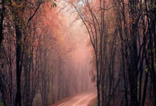 遭遇重伤！罗马诺：热刺中场麦迪逊预计伤缺6-7个月！，罗马vs热刺